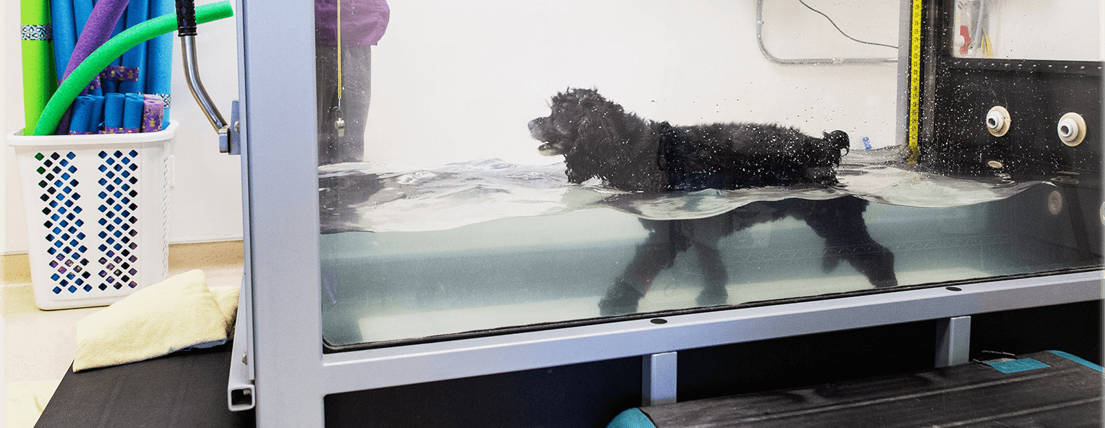 Canine Sports Medicine and Rehabilitation: 9781394251391
