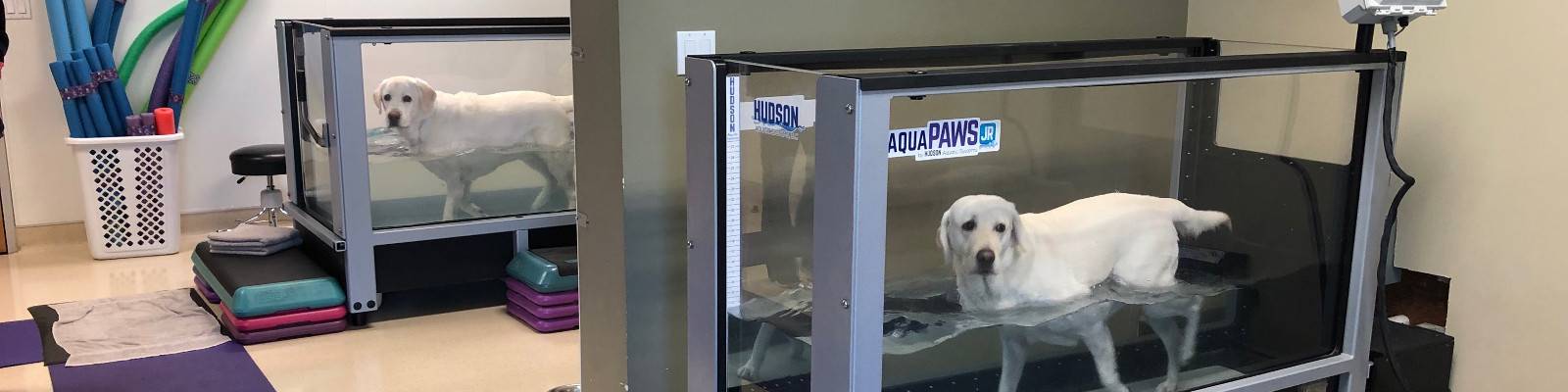 Canine Rehabilitation An Introduction to Veterinary