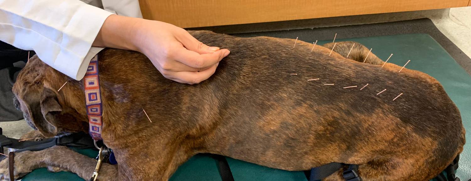 Canine Rehabilitation and Physical Therapy: 9781437703092